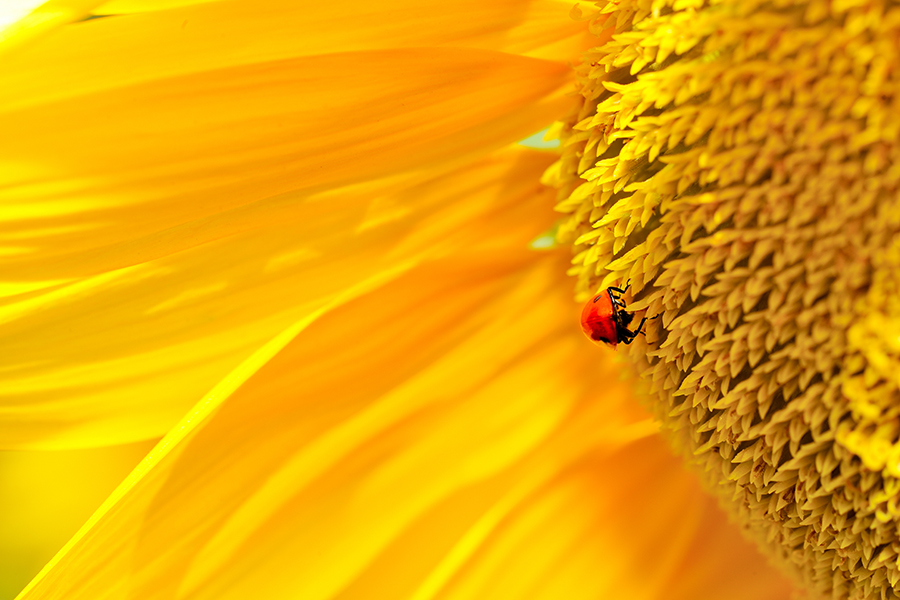 olio di girasole uso cosmetico