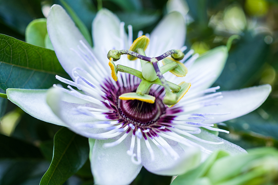 passiflora uso cosmetico