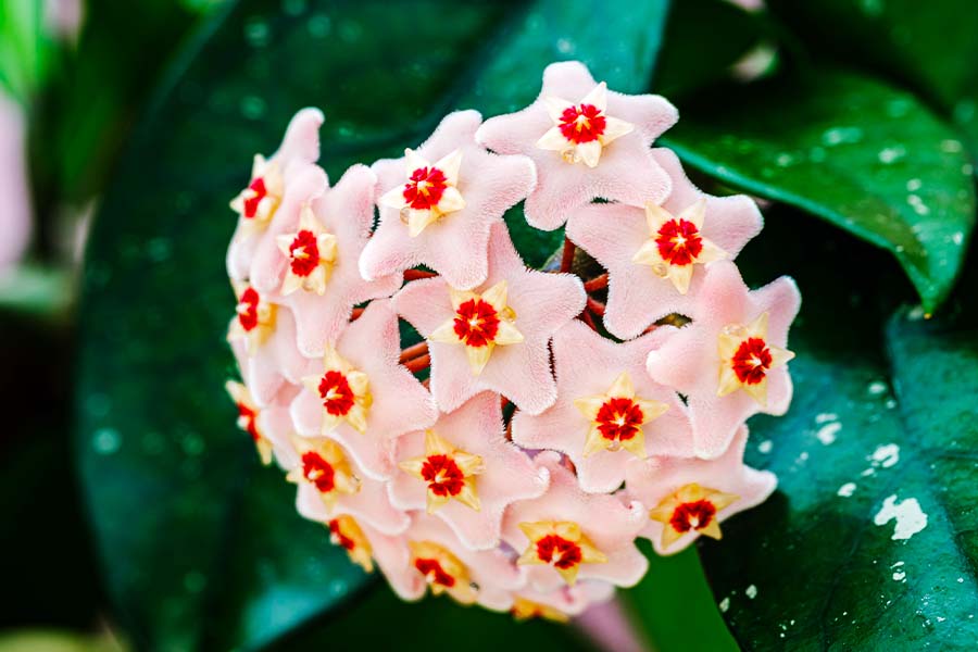 fiore di porcellana