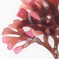 Alga Dulse Alga Dulse