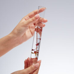 Alga Rossa Alga Rossa