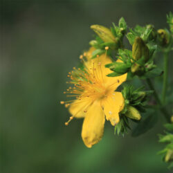 Attivi- ESTRATTO DI IPERICO Attivi- ESTRATTO DI IPERICO