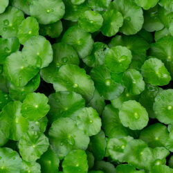 Centella Asiatica Centella Asiatica