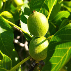 Mallo di Noce Mallo di Noce