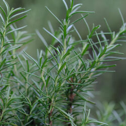 Rosmarino Rosmarino